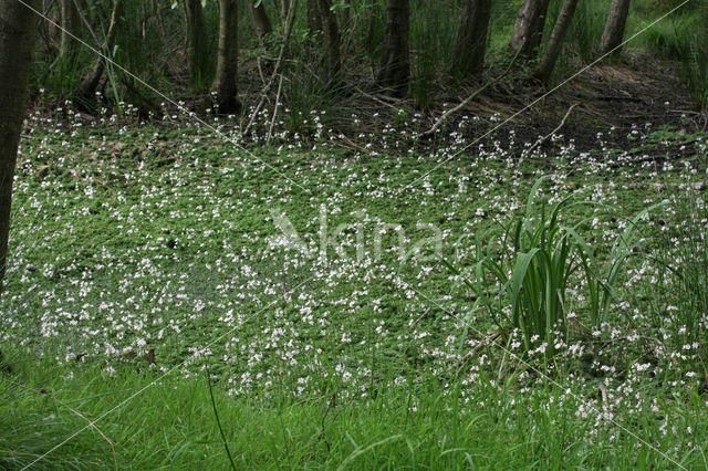 Waterviolet (Hottonia palustris)