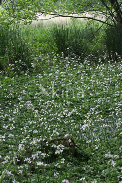 Waterviolet (Hottonia palustris)