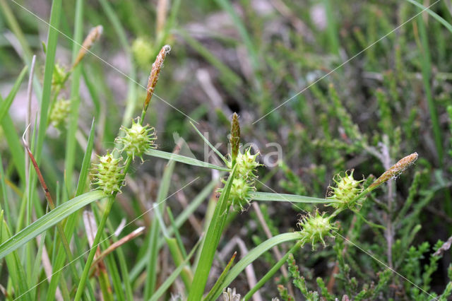 Geelgroene zegge (Carex oederi subsp. oedocarpa)