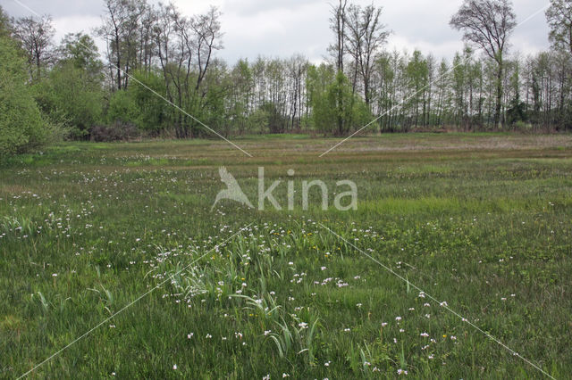 Kleine valeriaan (Valeriana dioica)