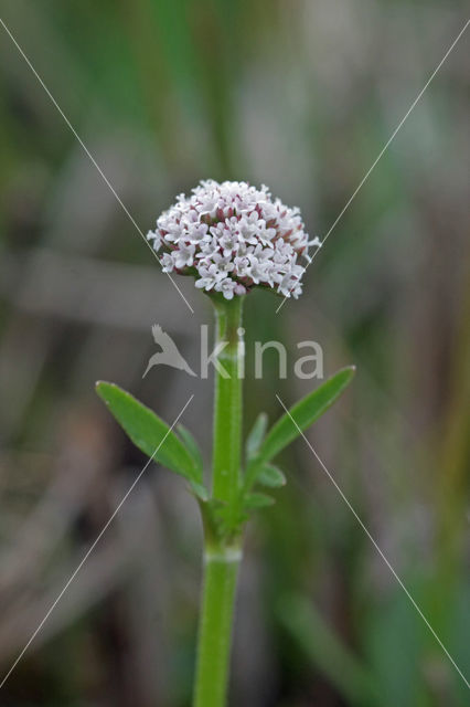 Marsh Valerian (Valeriana dioica)