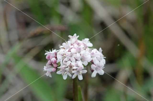 Kleine valeriaan (Valeriana dioica)