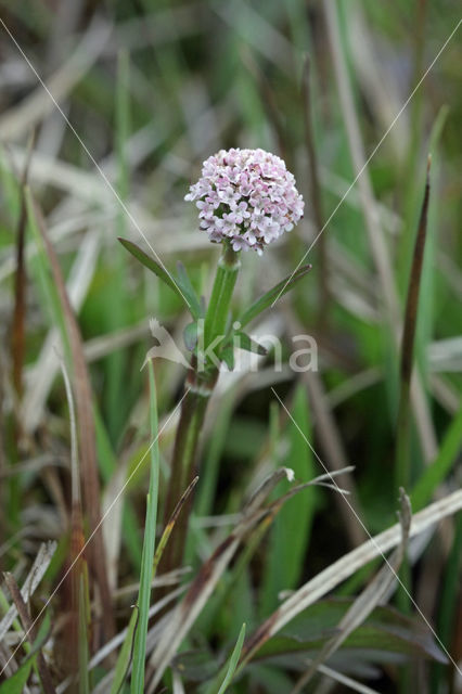 Marsh Valerian (Valeriana dioica)