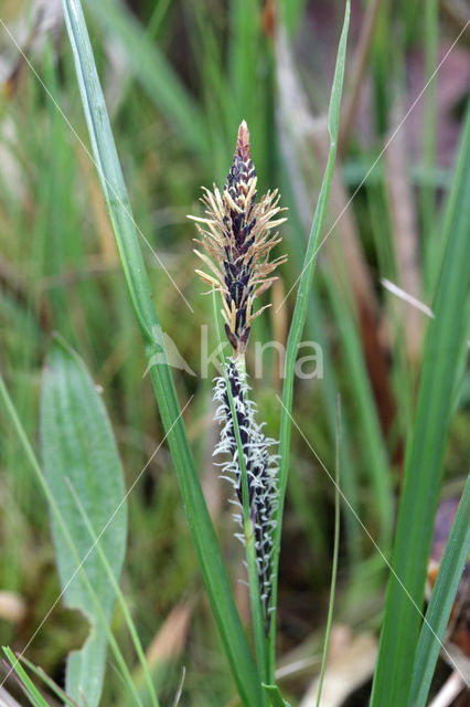 Blauwe zegge (Carex panicea)