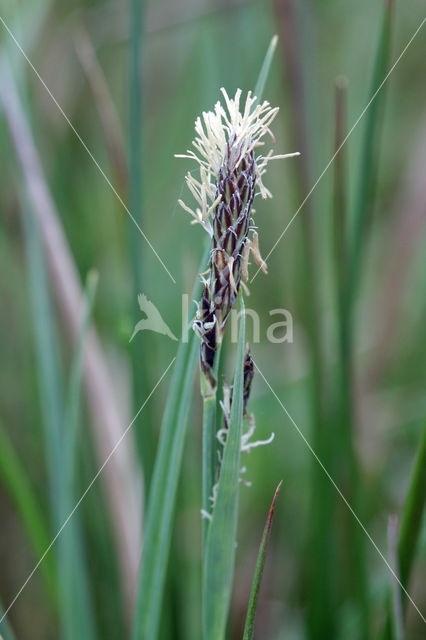 Blauwe zegge (Carex panicea)