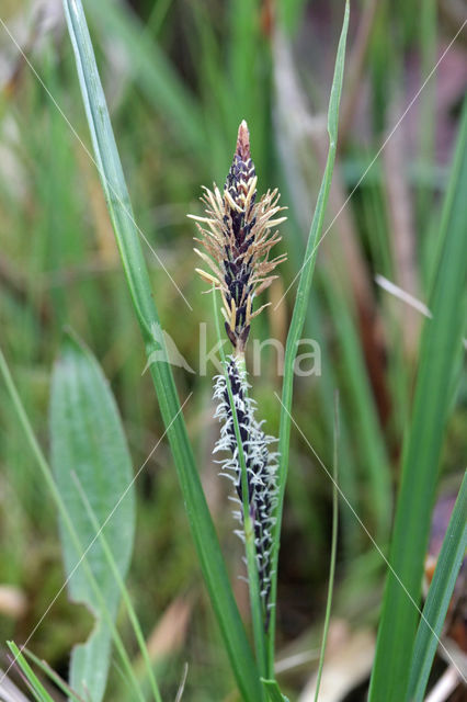 Carnation Sedge (Carex panicea)