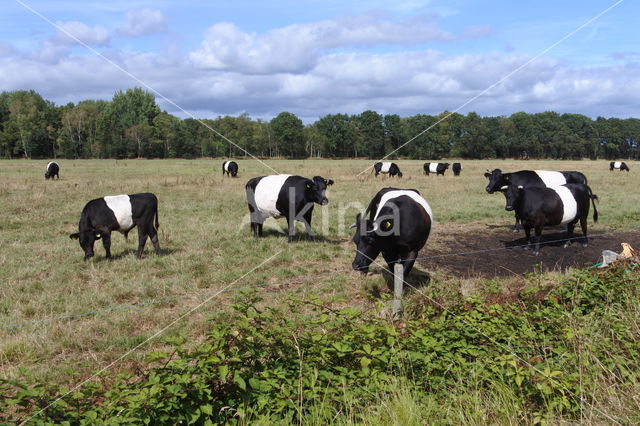 Dutch Belted Cow