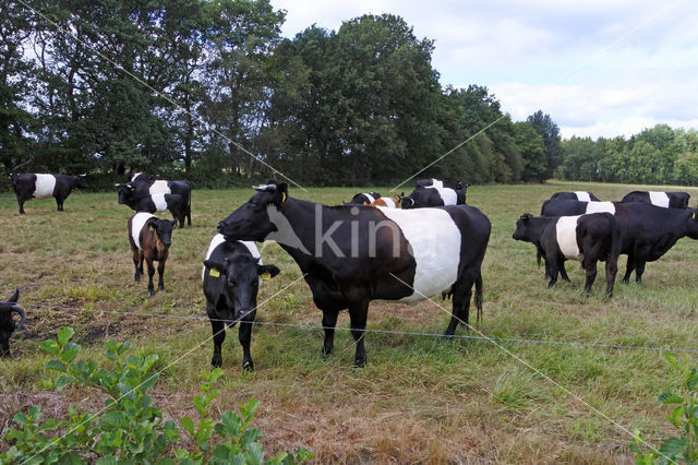 Dutch Belted Cow