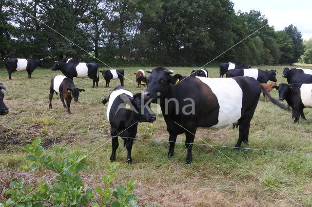 Dutch Belted Cow