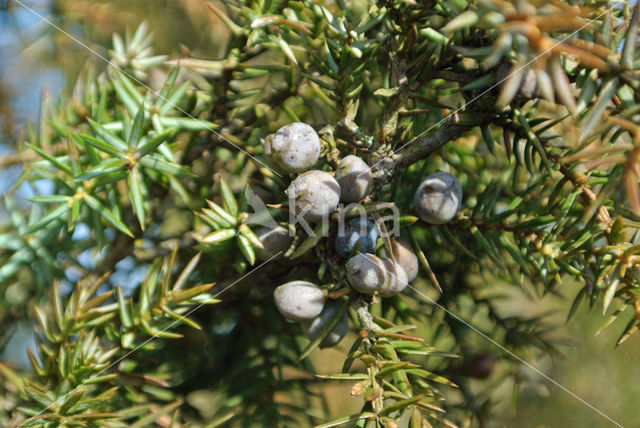 common juniper (Juniperus communis)