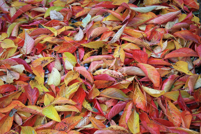 Cherry (Prunus spec)
