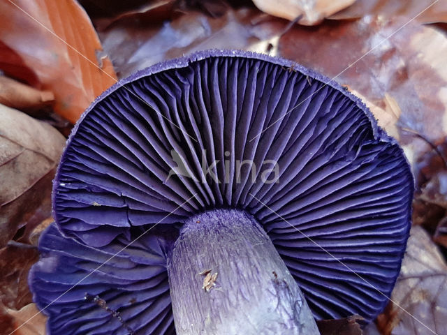 Violette gordijnzwam (Cortinarius violaceus)