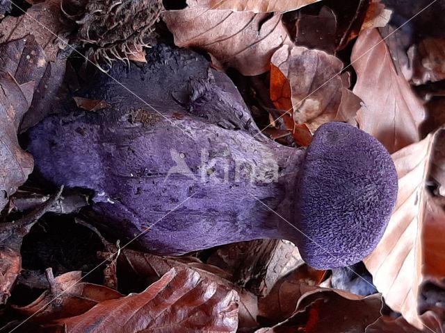Purple Cort (Cortinarius violaceus)