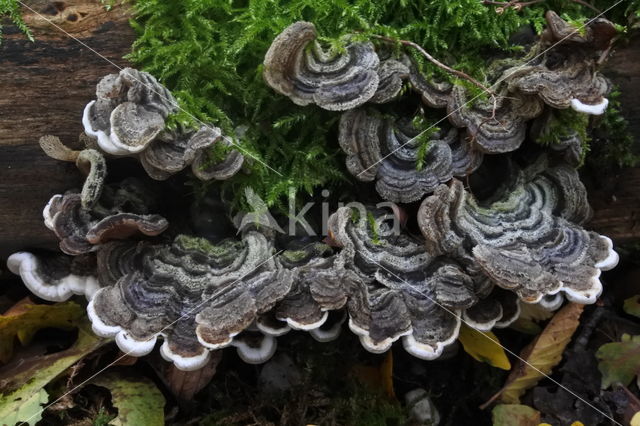 Viltig judasoor (Auricularia mesenterica)