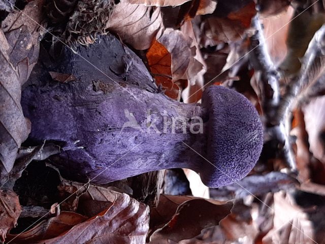 Purple Cort (Cortinarius violaceus)