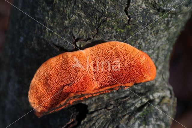 Cinnabar Bracket (Pycnoporus cinnabarinus)