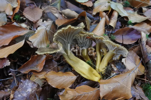 Trechtercantharel (Cantharellus tubaeformis)