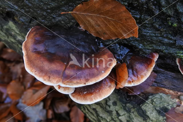 Valse teervlekkenzwam (Ischnoderma resinosum)