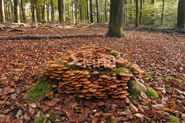 Changeable Pholiota (Pholiota mutabilis)