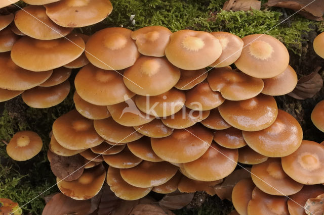 Stobbezwammetje (Pholiota mutabilis)