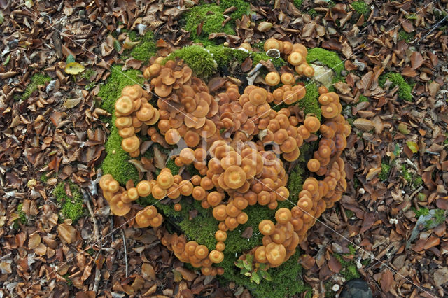 Changeable Pholiota (Pholiota mutabilis)