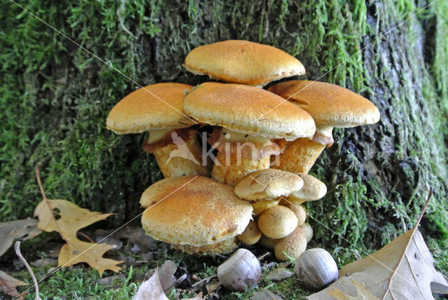 Prachtvlamhoed (Gymnopilus junonius)