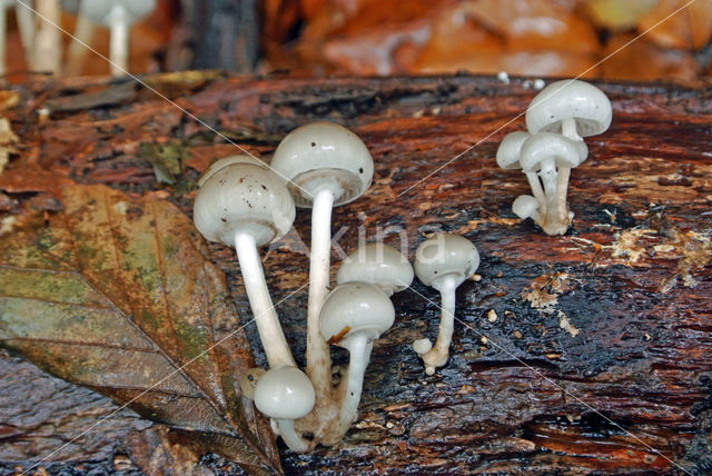 Porcelain fungus (Oudemansiella mucida)