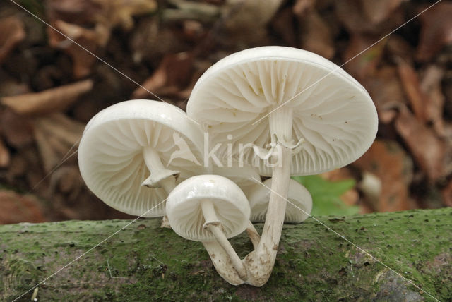 Porcelain fungus (Oudemansiella mucida)