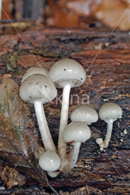 Porcelain fungus (Oudemansiella mucida)