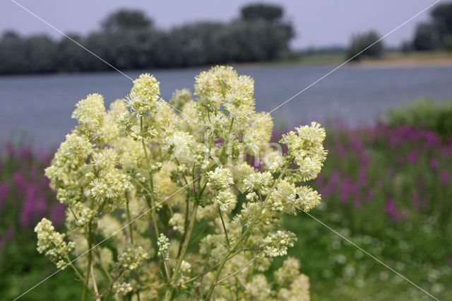 Poelruit (Thalictrum flavum)