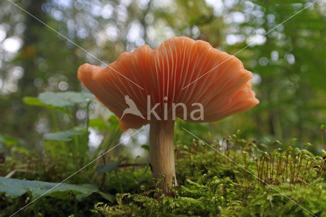 Zalmzwam (Rhodotus palmatus)