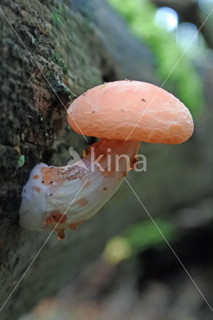 Wrinkled Peach (Rhodotus palmatus)