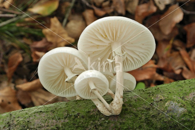 Porcelain fungus (Oudemansiella mucida)