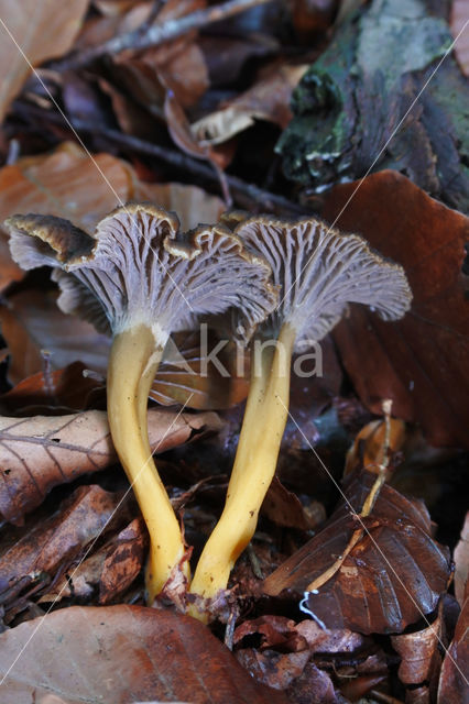 Trumpet Chanterelle (Cantharellus tubaeformis)