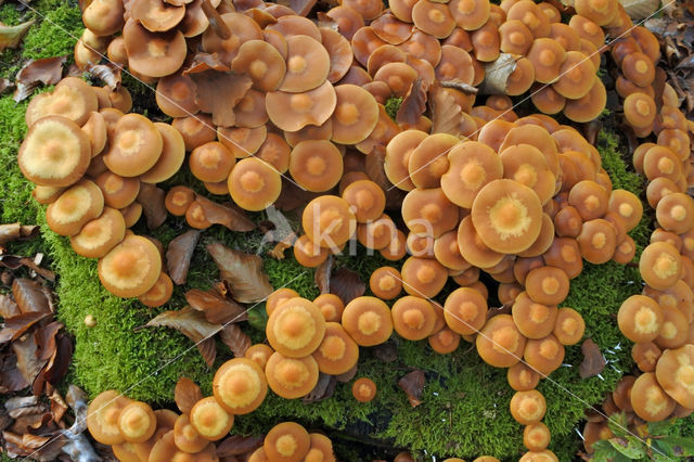 Changeable Pholiota (Pholiota mutabilis)