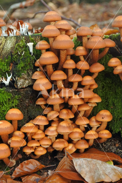 Stobbezwammetje (Pholiota mutabilis)