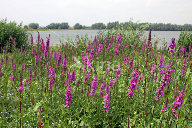 Gewone kattenstaart (Lythrum salicaria)