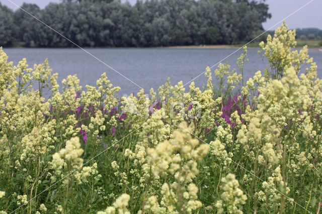 Common Meadow-rue (Thalictrum flavum)