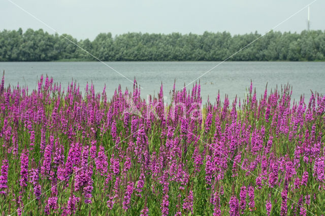 Purple Loosestrife (Lythrum salicaria)