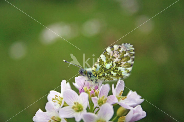 Oranjetipje (Anthocharis cardamines)