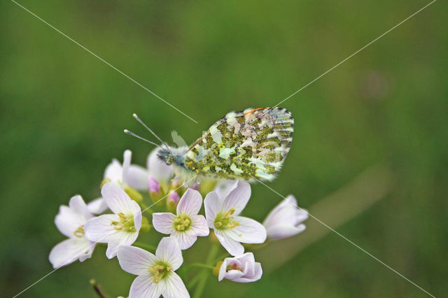 Oranjetipje (Anthocharis cardamines)