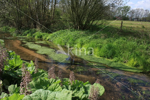 Groot hoefblad (Petasites hybridus)