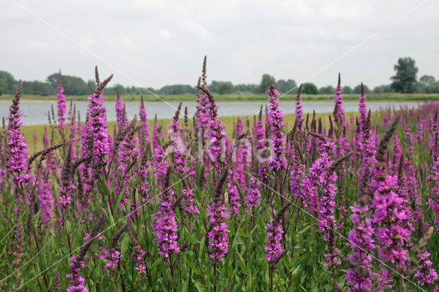 Gewone kattenstaart (Lythrum salicaria)