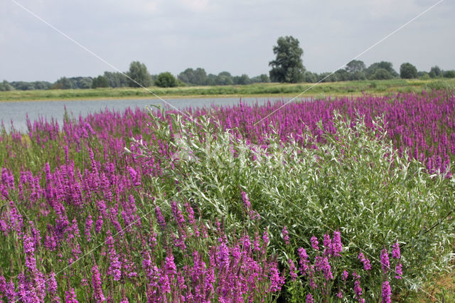 Gewone kattenstaart (Lythrum salicaria)