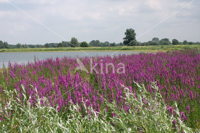 Purple Loosestrife (Lythrum salicaria)