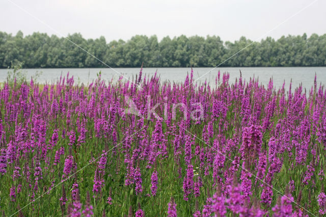 Purple Loosestrife (Lythrum salicaria)