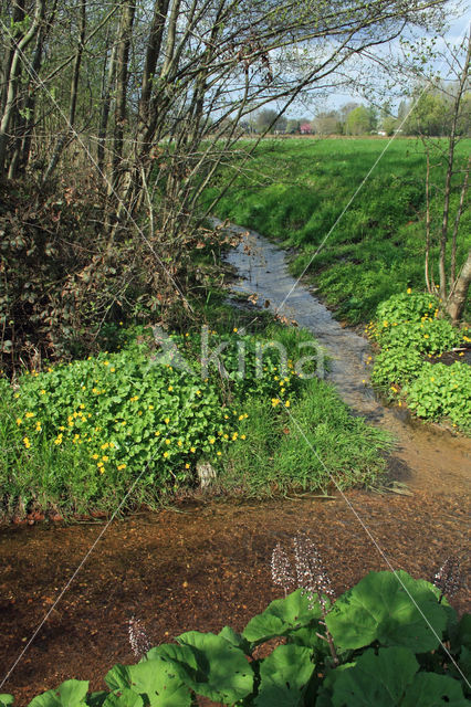 Butterbur (Petasites hybridus)