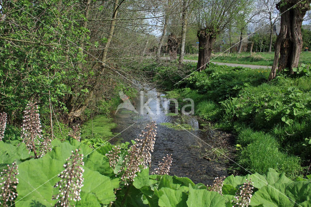 Butterbur (Petasites hybridus)