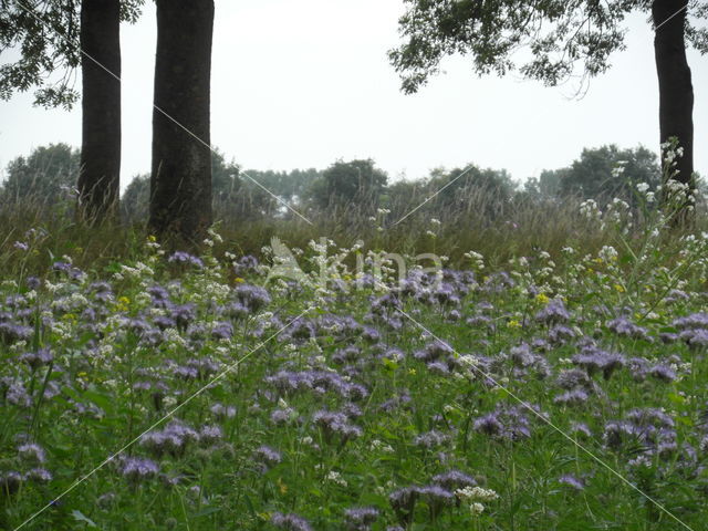 agriculture field