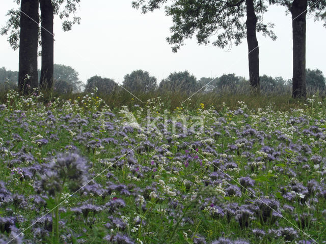 agriculture field